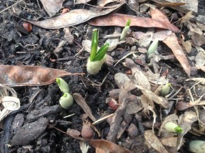 spring shoots