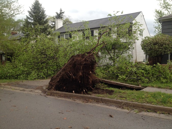 fallen tree original exposure
